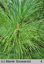 Pinus armandii (sosna Armanda)