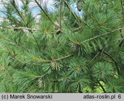 Pinus armandii (sosna Armanda)