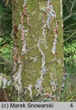 Pinus wallichiana (sosna himalajska)