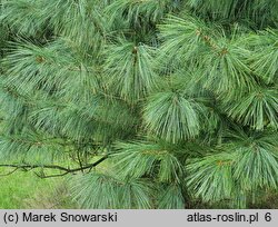 Pinus wallichiana (sosna himalajska)