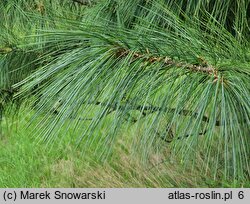 Pinus wallichiana (sosna himalajska)