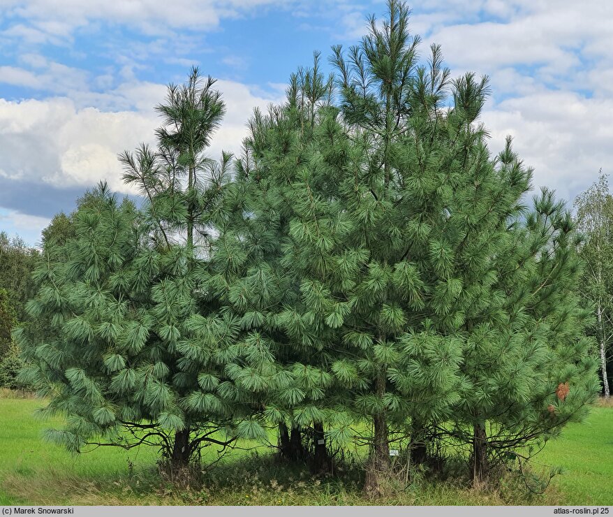 Pinus wallichiana (sosna himalajska)