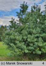 Pinus wallichiana (sosna himalajska)