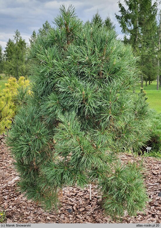 Pinus sylvestris Erecta Viridis