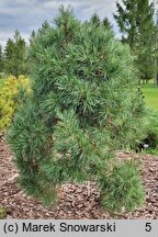 Pinus sylvestris Erecta Viridis