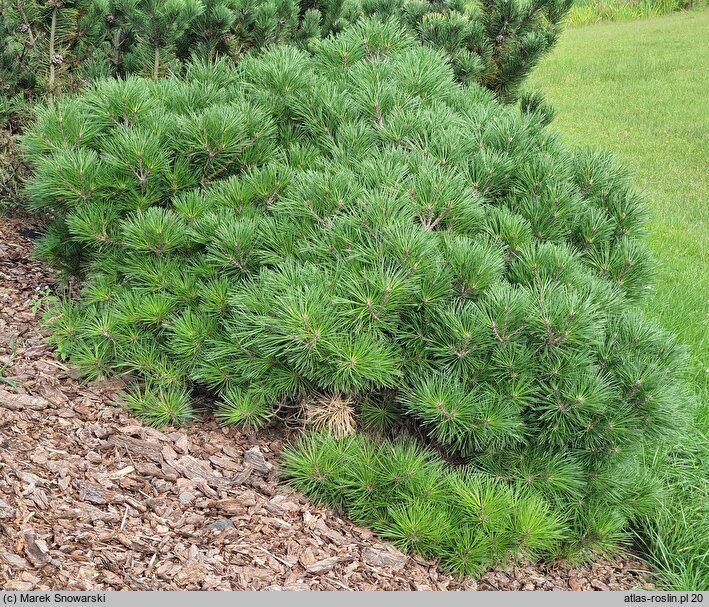 Pinus mugo Mr Wood