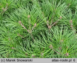 Pinus mugo Mr Wood