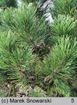 Pinus mugo Pal Maleter