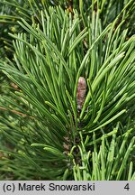 Pinus mugo Pal Maleter