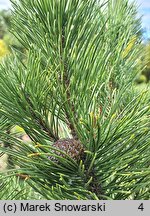 Pinus mugo Pal Maleter