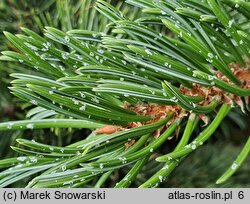 Pinus strobus Nana Compacta