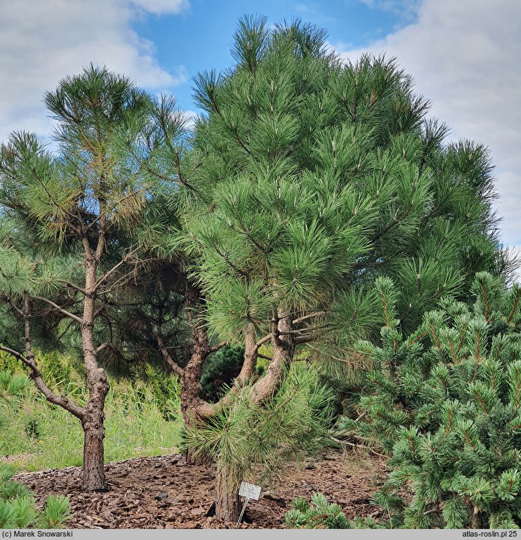 Pinus aristata Glauca