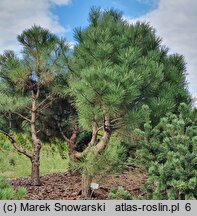 Pinus aristata Glauca