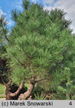 Pinus aristata Glauca