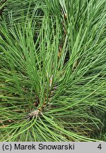 Pinus aristata Glauca