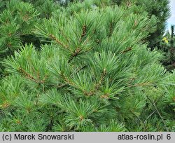 Pinus strobus Nana Compacta