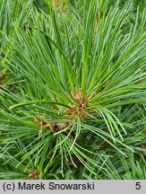 Pinus strobus Nana Compacta