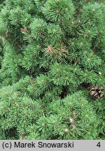 Pinus mugo Allgau