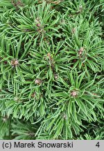 Pinus mugo Allgäu