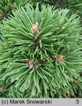 Pinus mugo Allgau