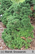 Pinus mugo Allgäu