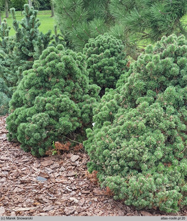 Pinus mugo Allgäu