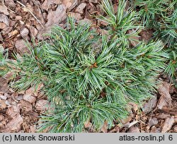 Pinus mugo Varella