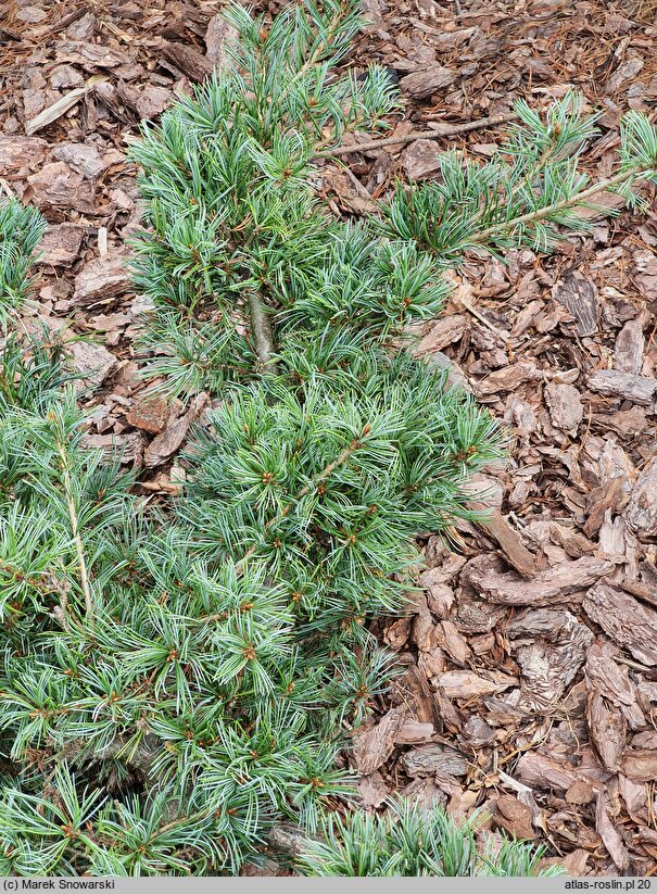 Pinus mugo Varella