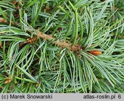 Pinus mugo Varella