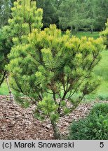 Pinus mugo Carstens Wintergold