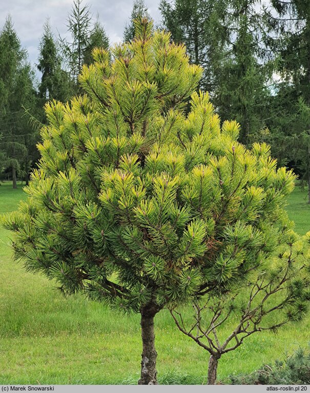 Pinus mugo Carstens Wintergold