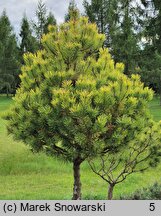 Pinus mugo Carstens Wintergold