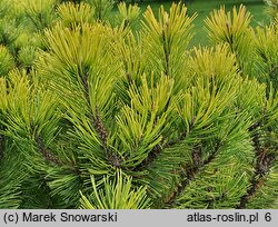 Pinus mugo Carstens Wintergold