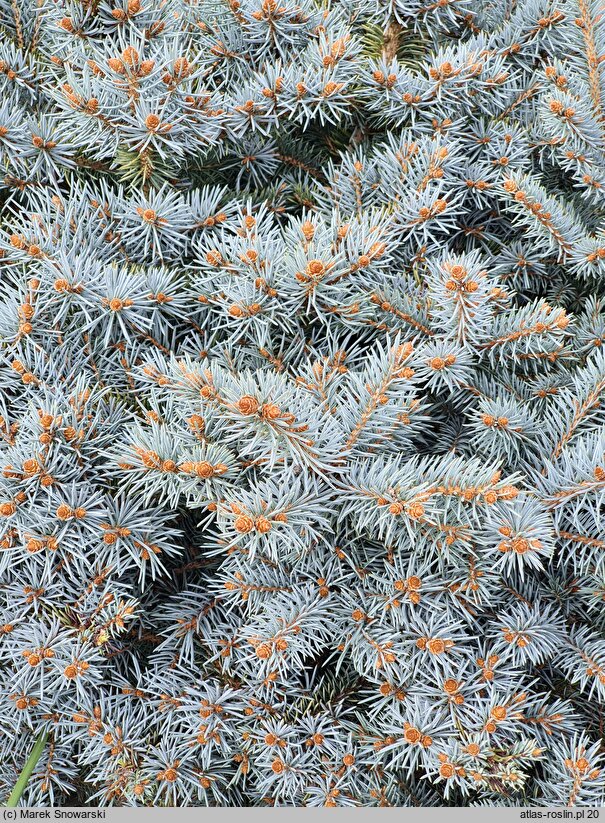 Picea glauca Sander's Blue