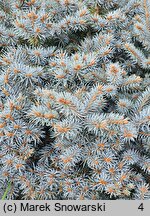 Picea glauca Sander's Blue