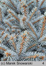 Picea glauca Sander's Blue