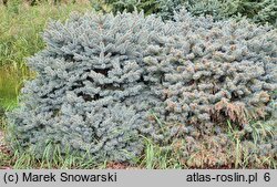 Picea glauca Sander's Blue