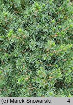 Picea abies Remontii