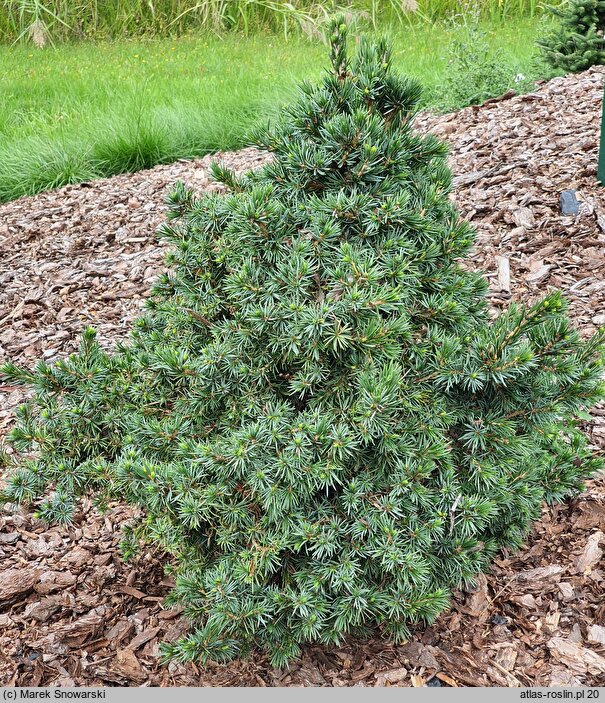 Picea abies Remontii