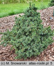 Picea abies Remontii