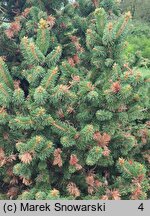 Picea abies Emsland