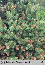 Picea abies Emsland