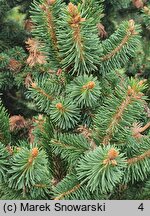 Picea abies Emsland