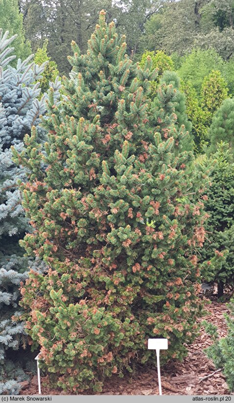 Picea abies Emsland