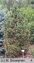 Picea abies Emsland