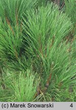 Pinus nigra Green Rocket