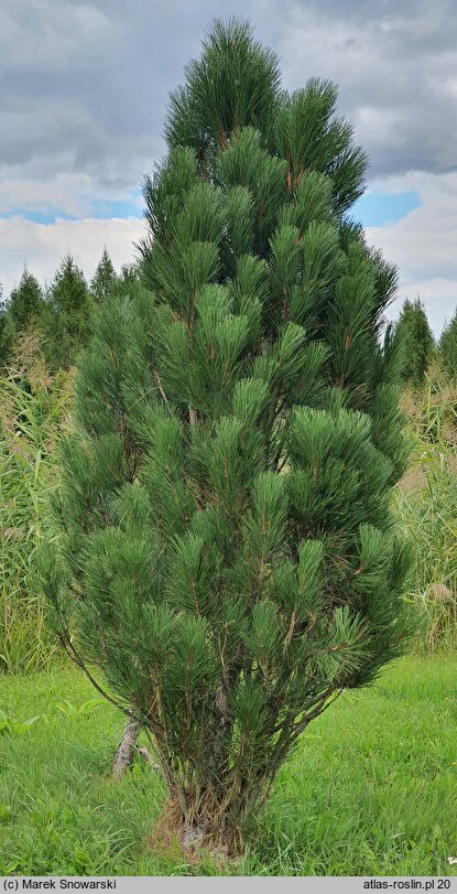 Pinus nigra Green Rocket