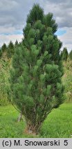 Pinus nigra Green Rocket