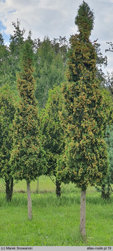 Thuja occidentalis Spiralis
