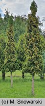 Thuja occidentalis Spiralis